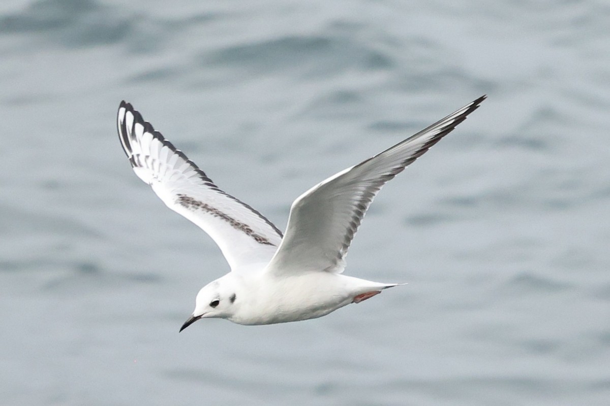 racek Bonapartův - ML645534421