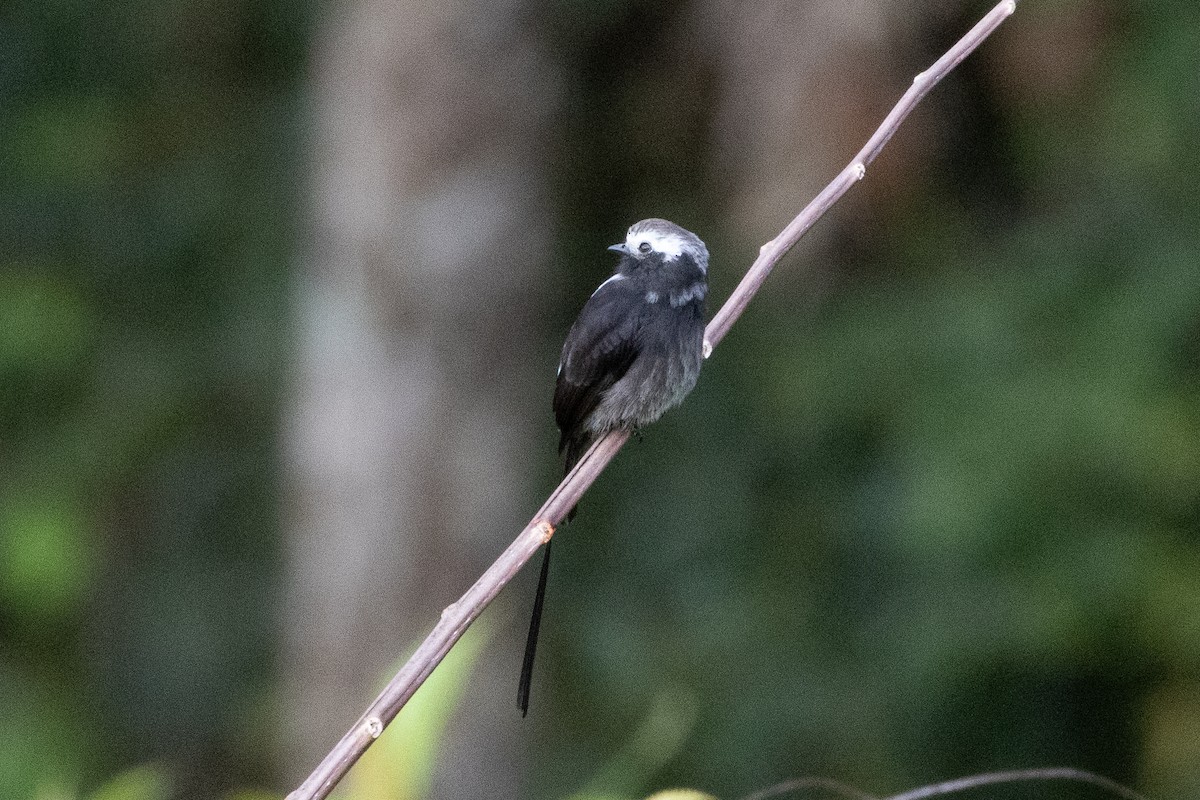 Long-tailed Tyrant - ML645534424