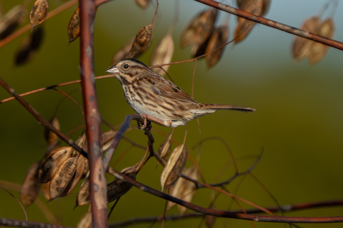 strnadec zpěvný - ML645534426