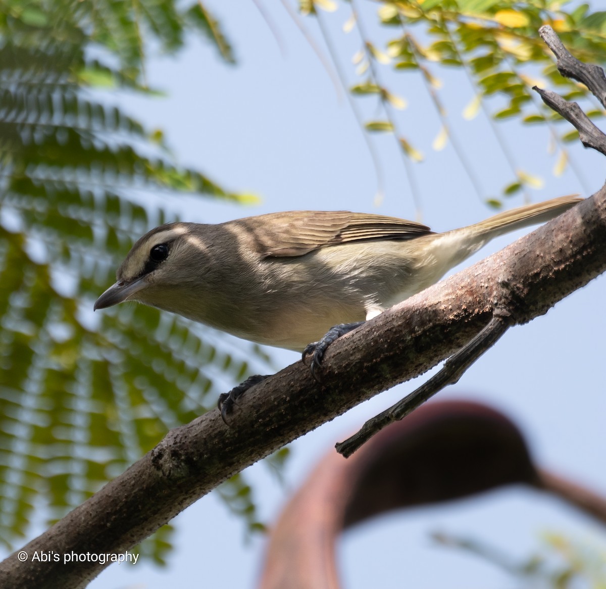 Yucatan Vireo - ML645534428