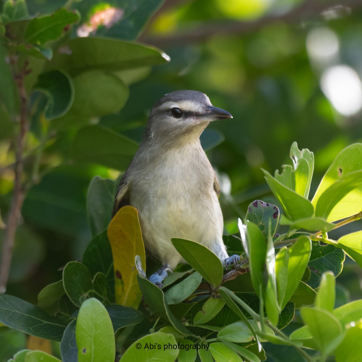 Yucatan Vireo - ML645534429