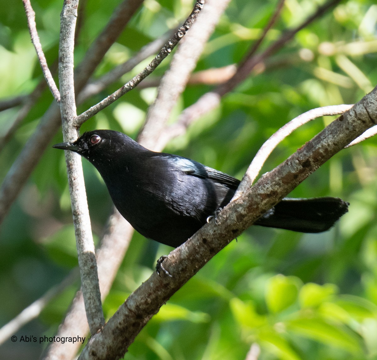 Black Catbird - ML645534437