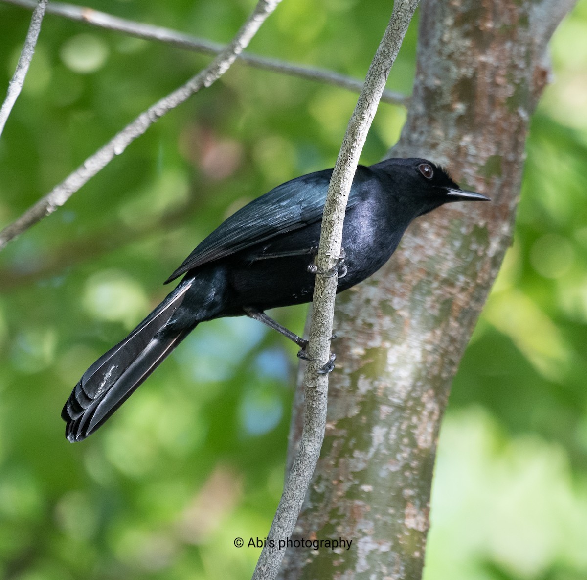 Black Catbird - ML645534438