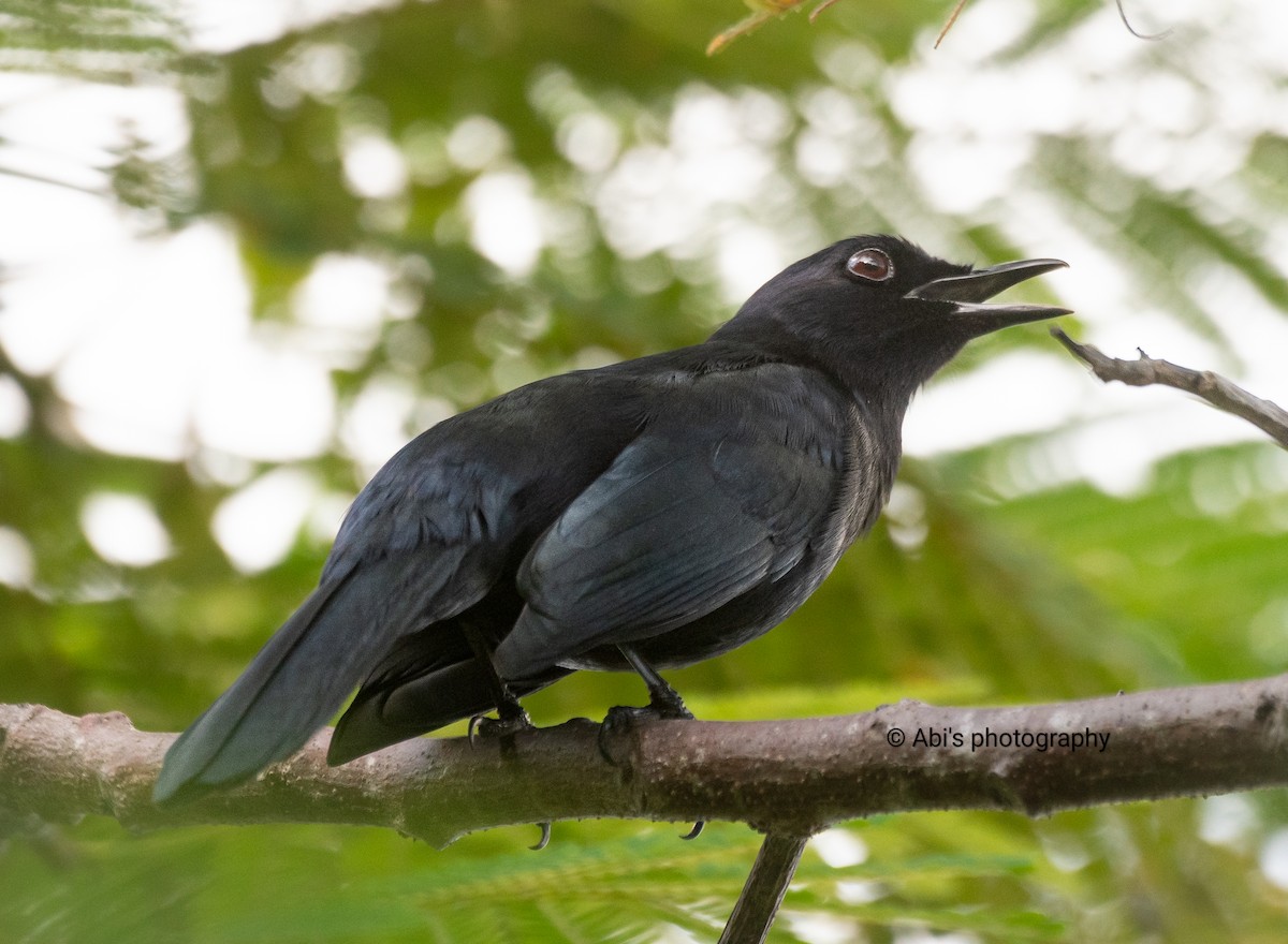 Black Catbird - ML645534439
