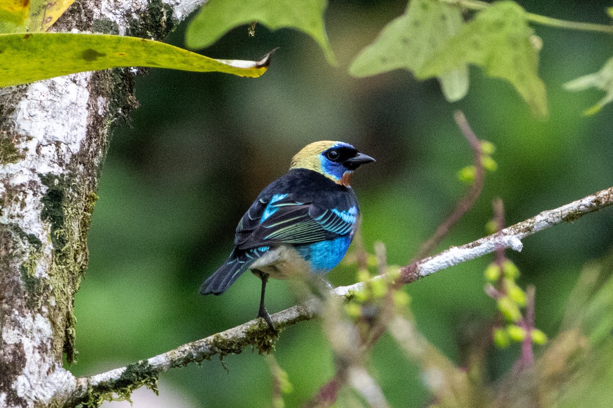 Золотистоголовая танагра - ML645534443