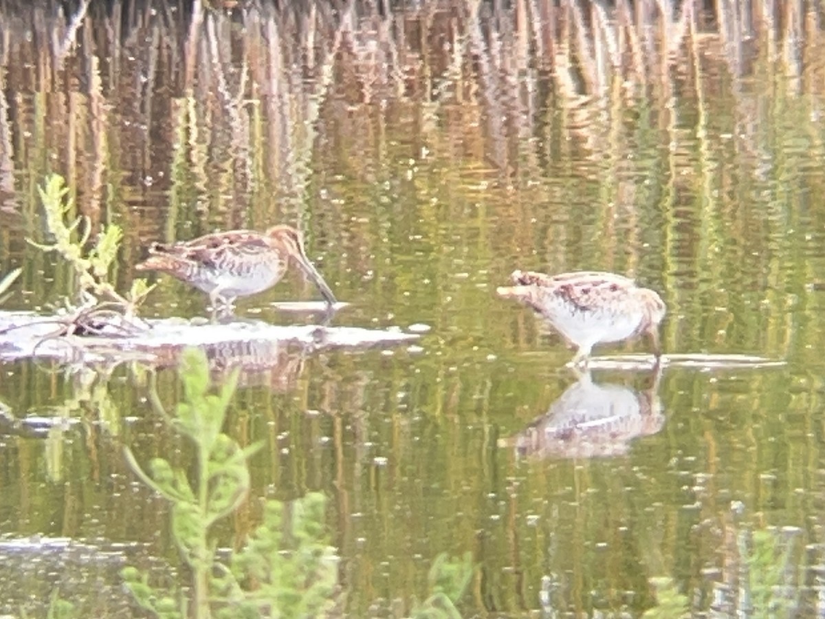 Wilson's Snipe - ML645534446