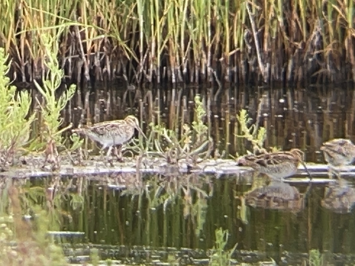 Wilson's Snipe - ML645534447