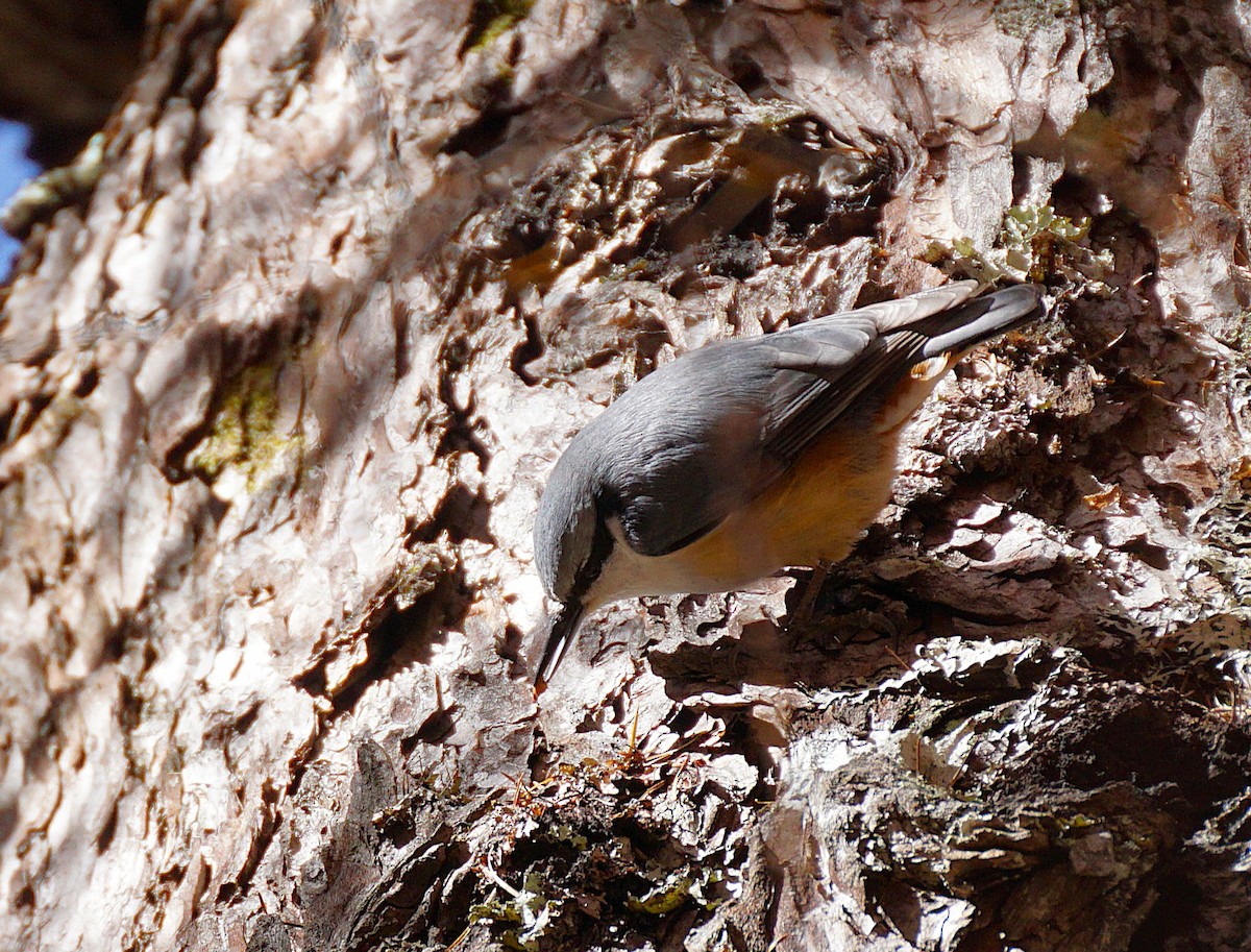 Garrapo eurasiarra - ML645534463