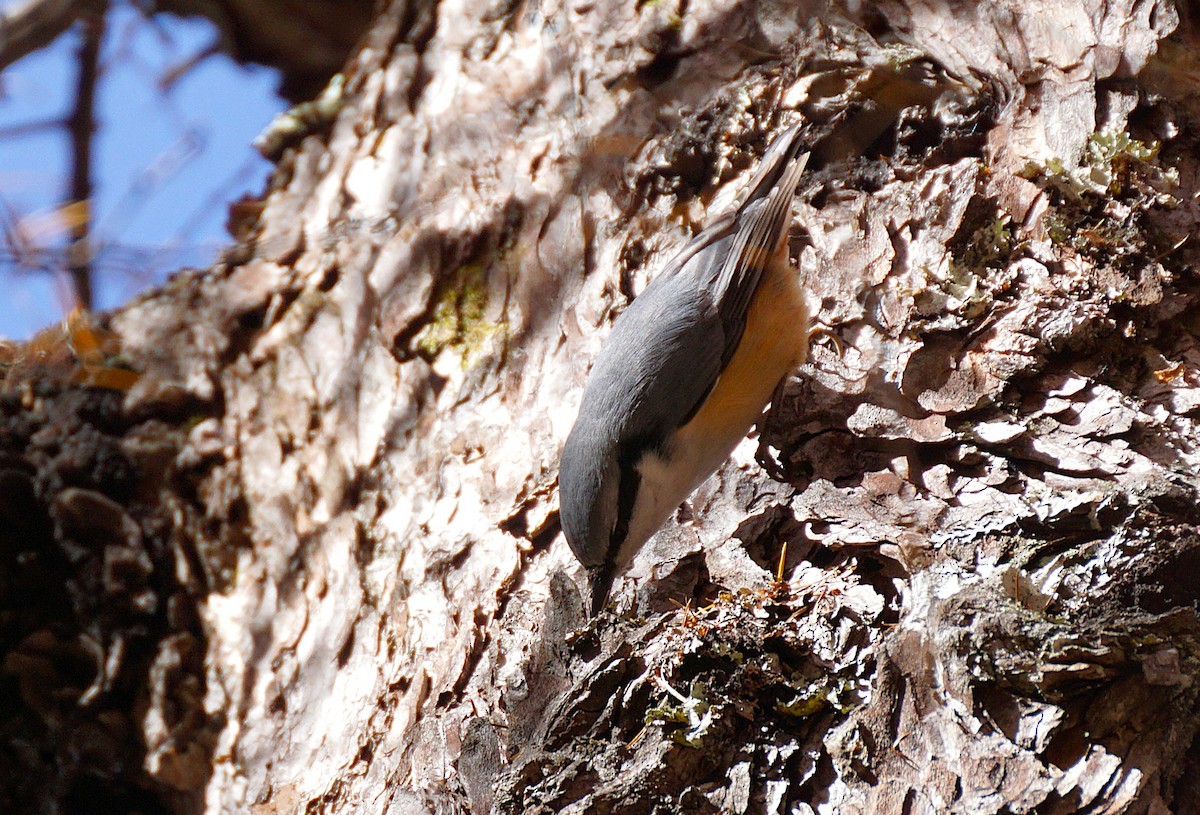 Garrapo eurasiarra - ML645534464