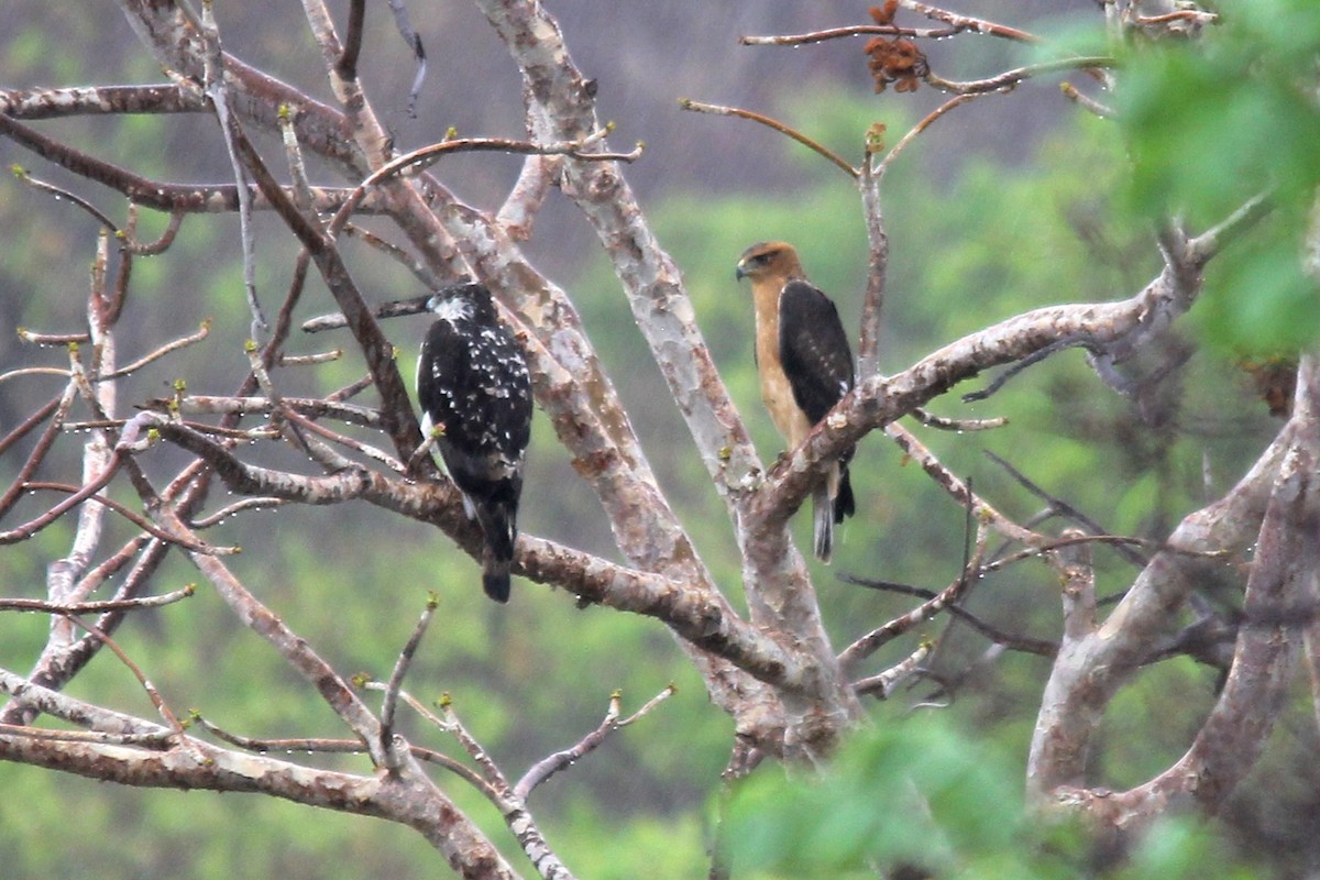 African Hawk-Eagle - ML645534465