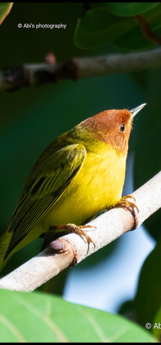 Mangrove Yellow Warbler - ML645534468