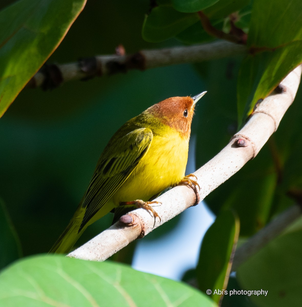 Mangrove Yellow Warbler - ML645534469