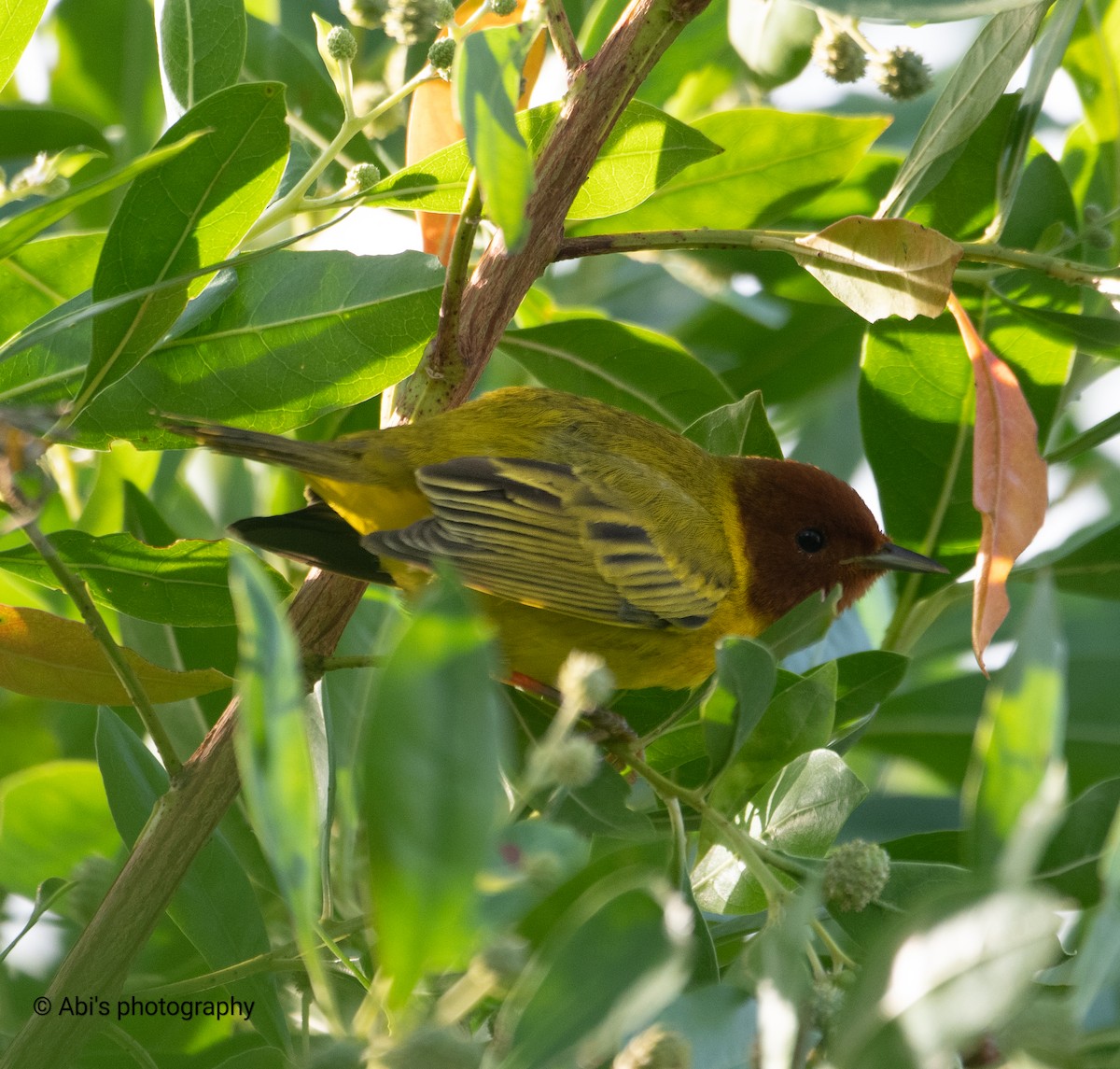 Mangrove Yellow Warbler - ML645534471