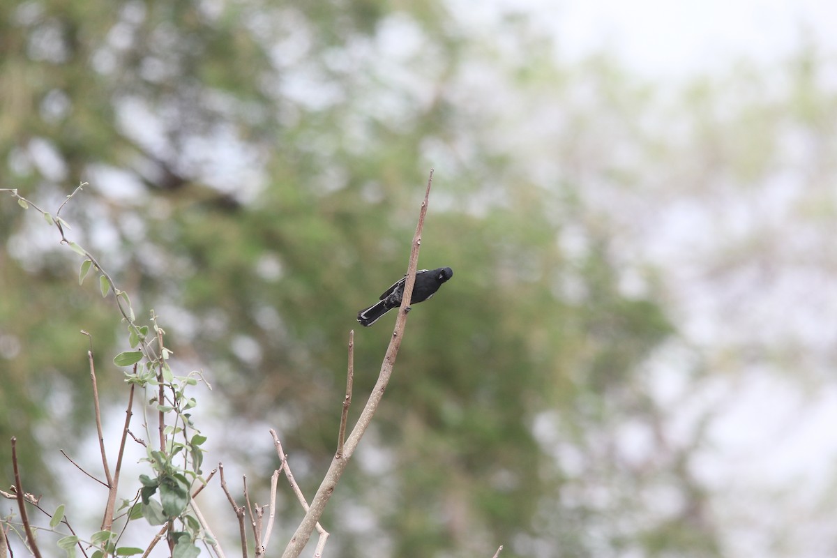 Southern Black-Tit - ML645534480