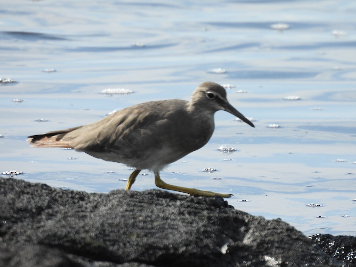 Wandering Tattler - ML645534490