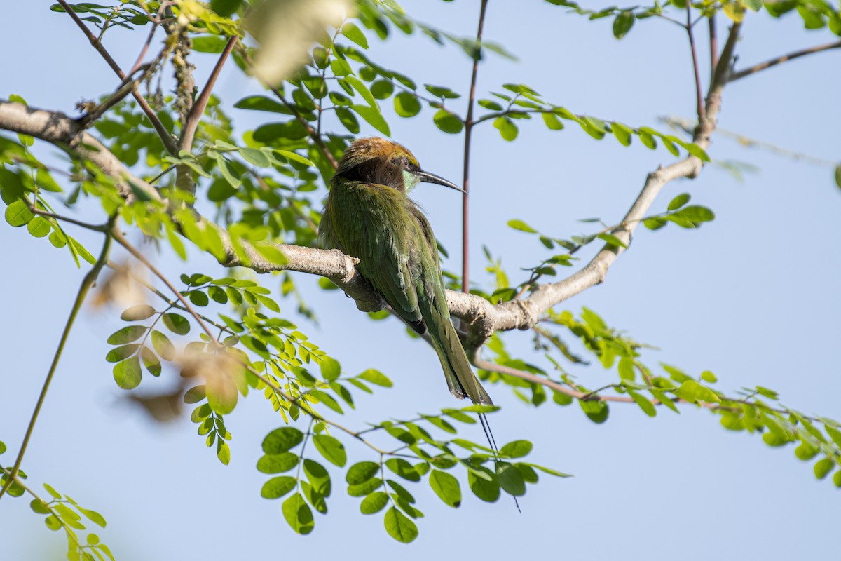 beryllbieter - ML645534493