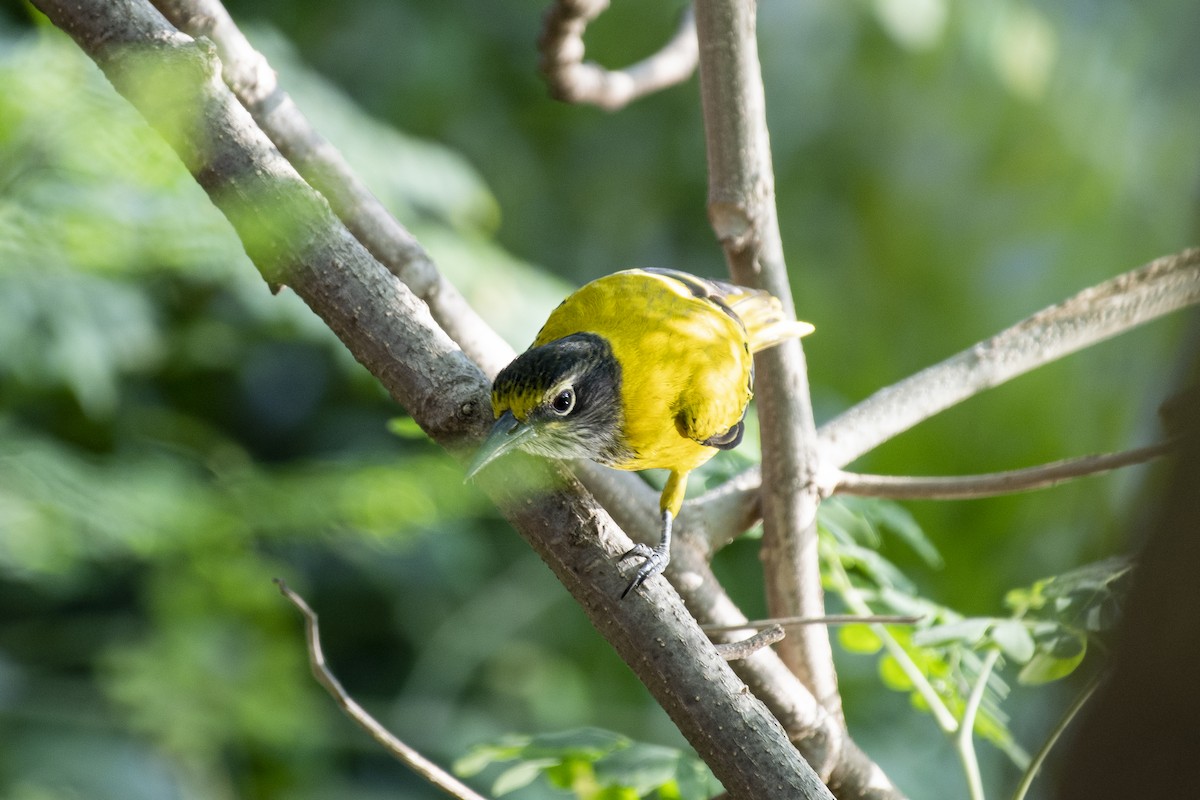 svarthettepirol - ML645534518