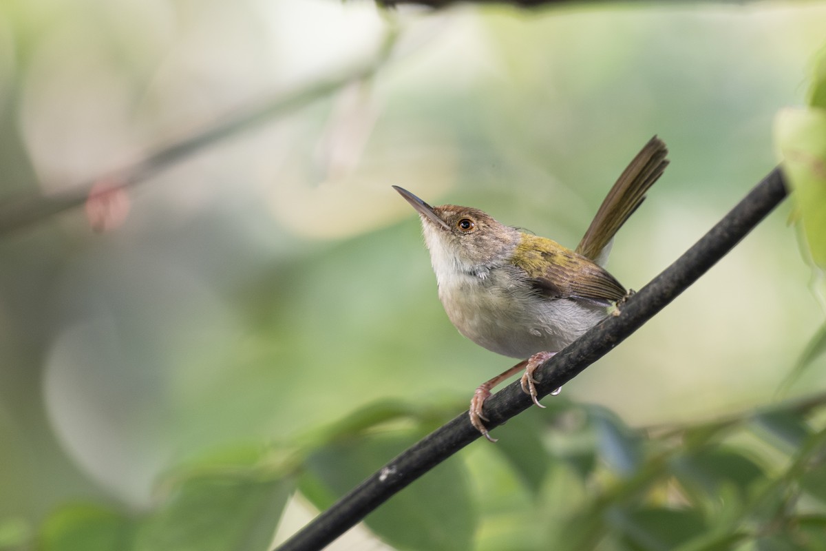 langstjertskredderfugl - ML645534524