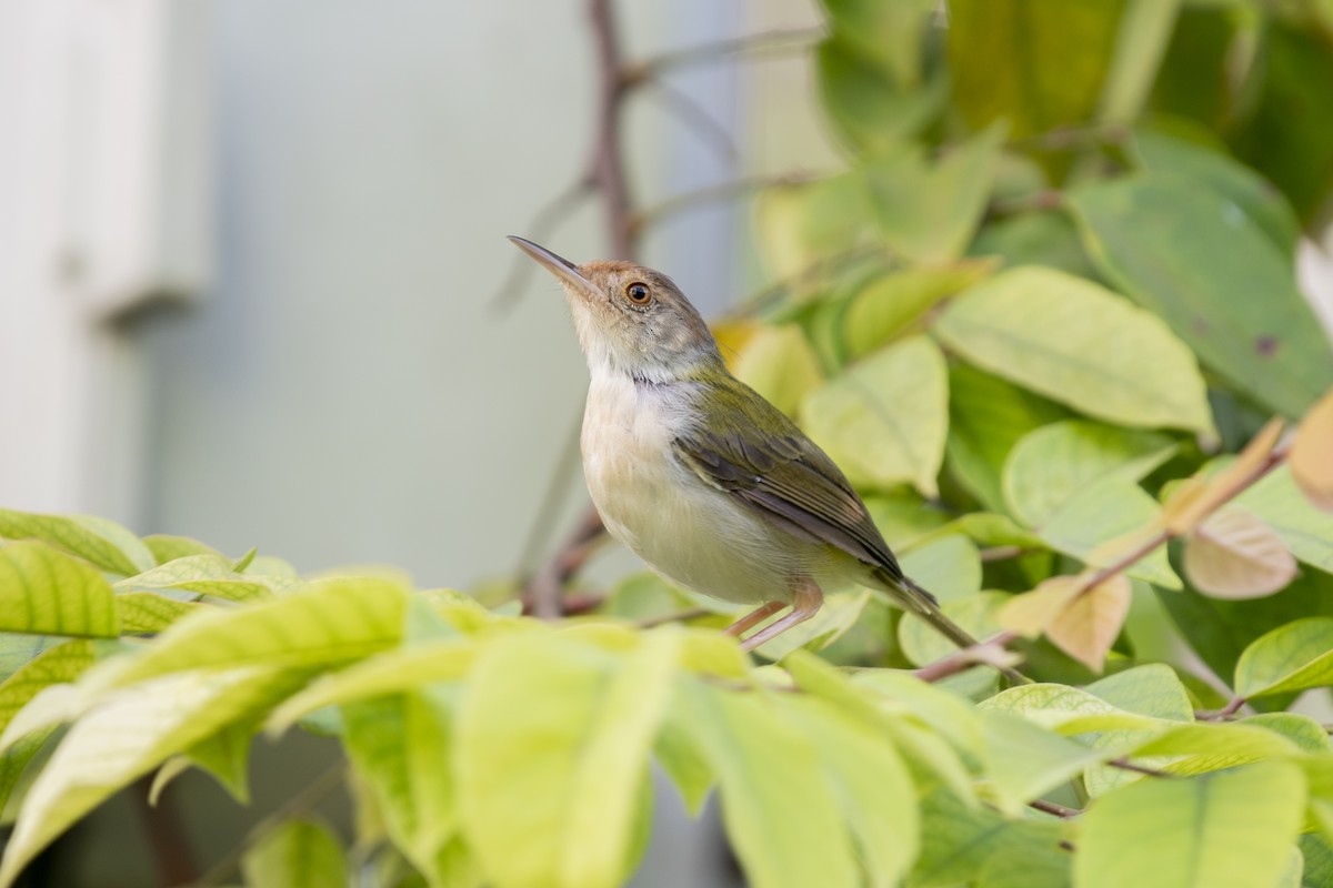 langstjertskredderfugl - ML645534525