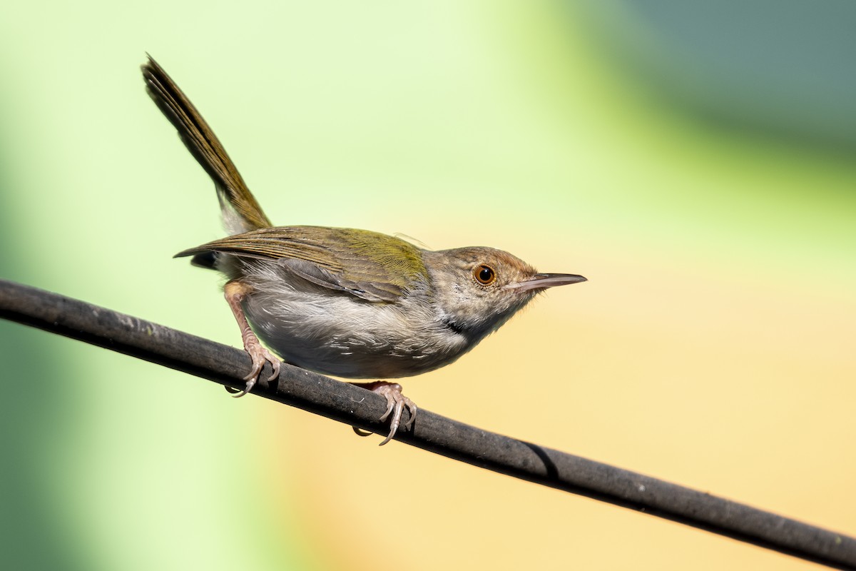 langstjertskredderfugl - ML645534526