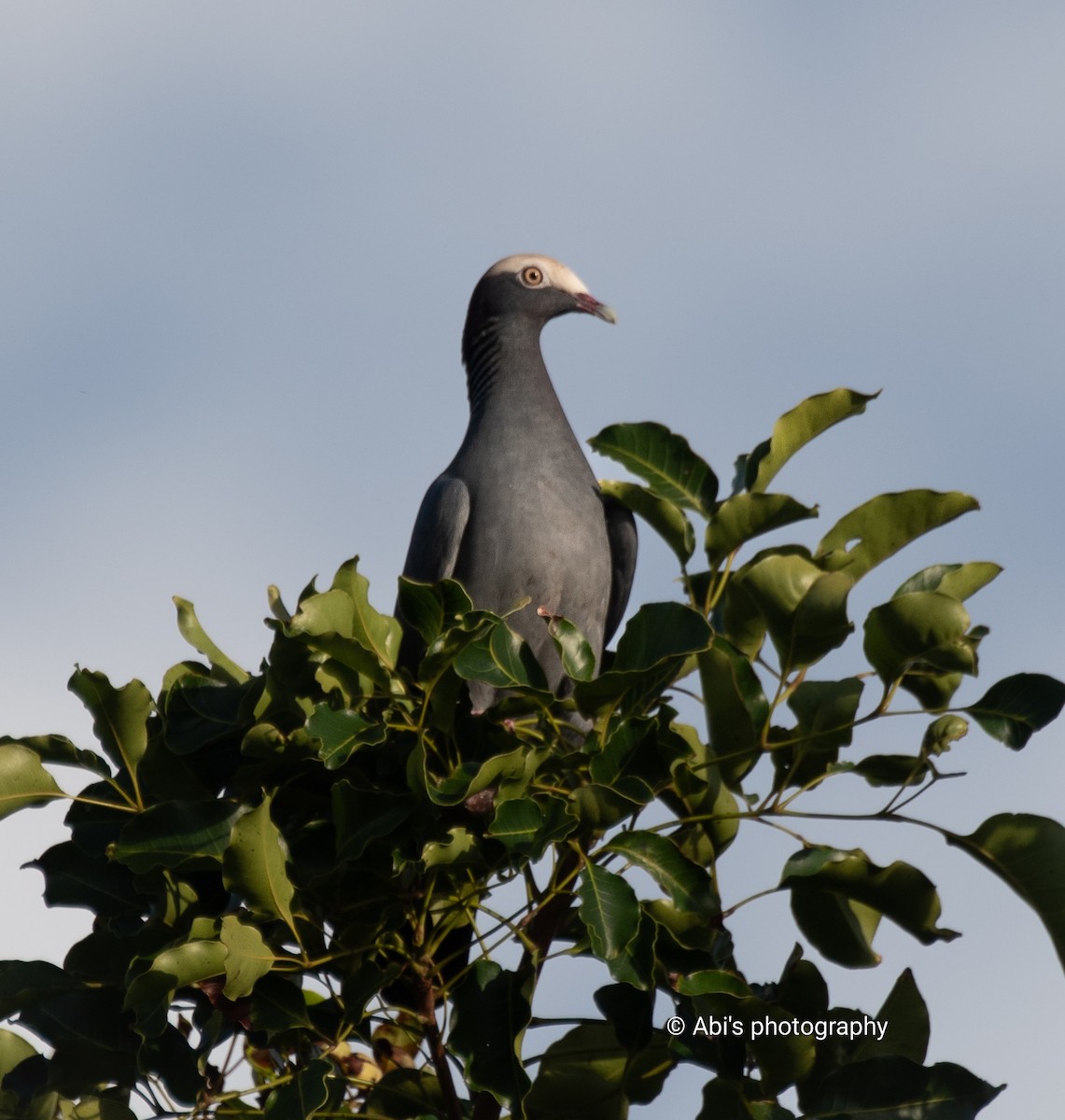 White-crowned Pigeon - ML645534528