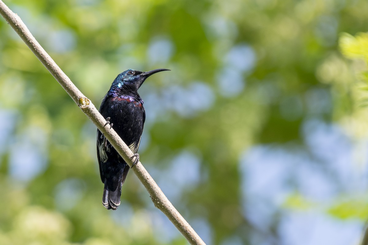 purpursolfugl - ML645534538