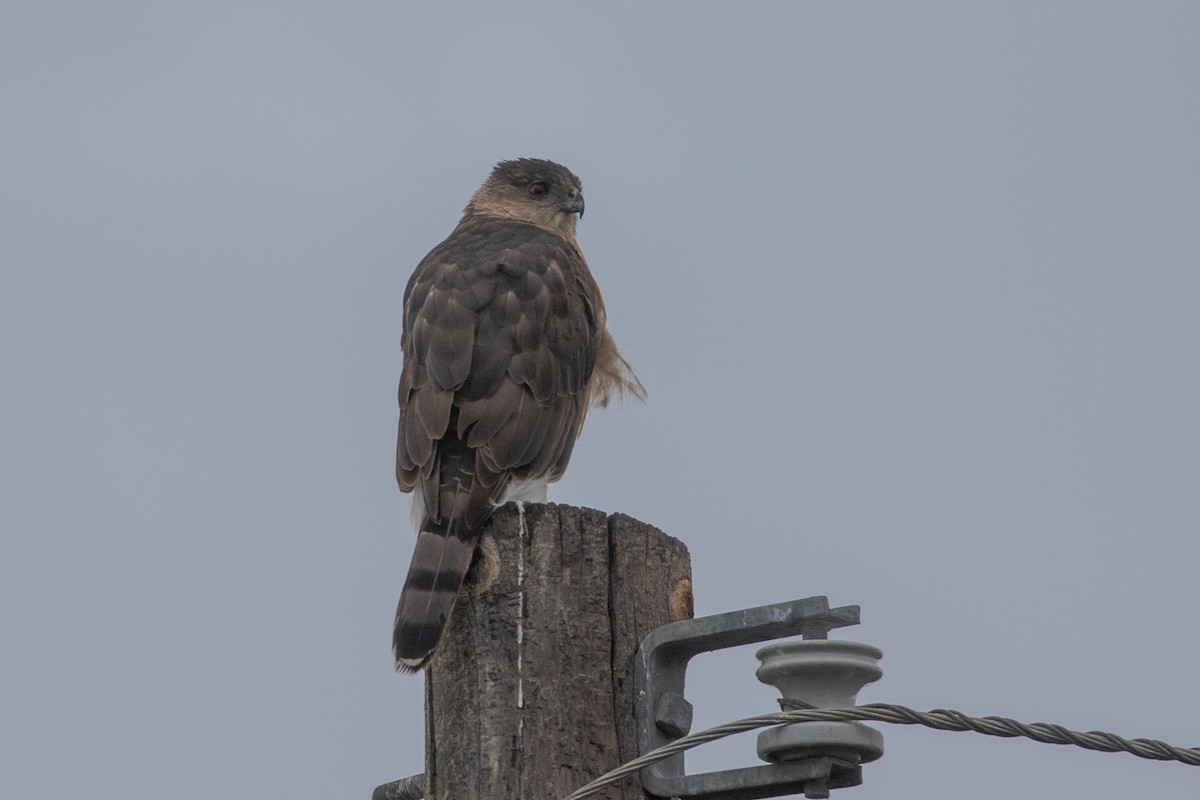 Cooper's Hawk - ML645534541