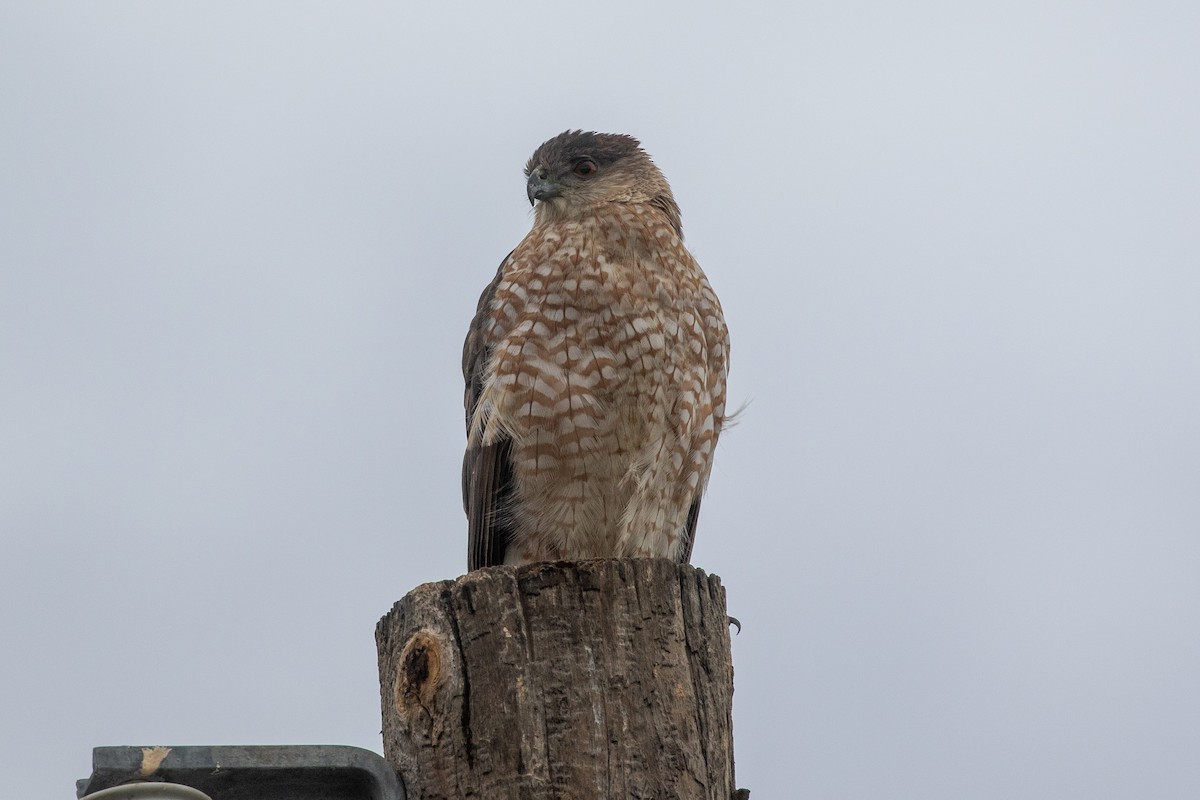 Cooper's Hawk - ML645534542