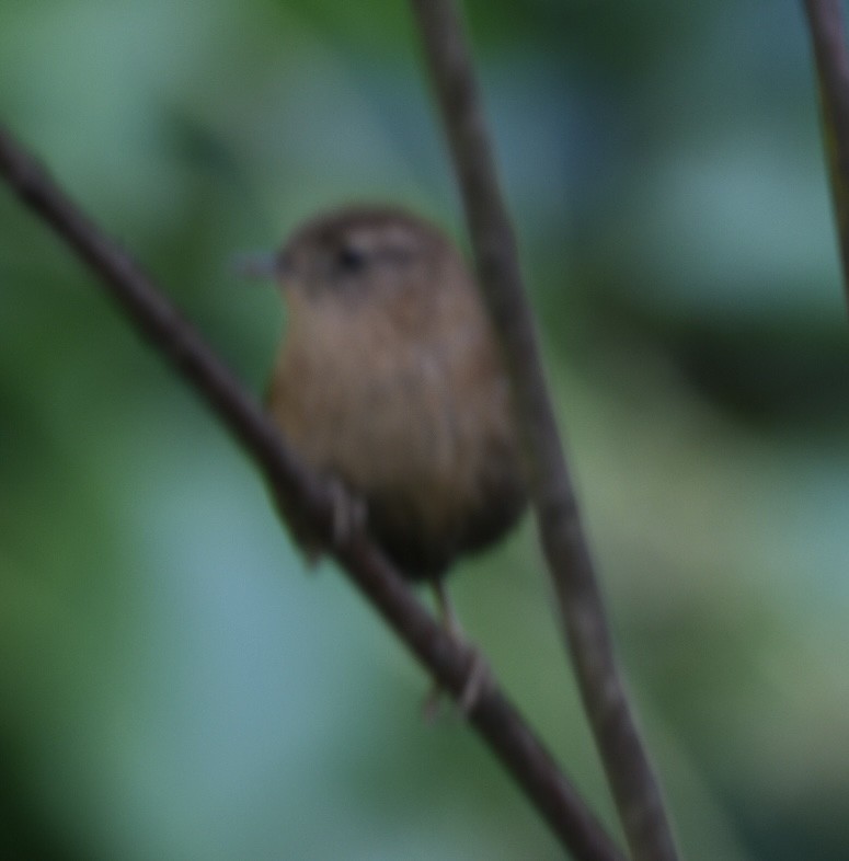 Pacific Wren - ML645534543