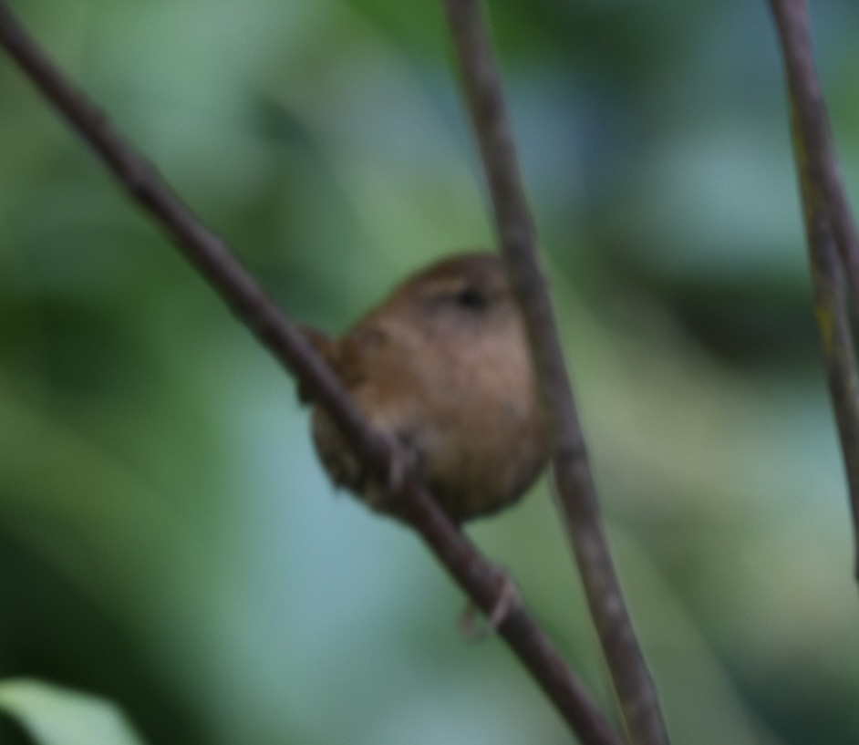 Pacific Wren - ML645534544