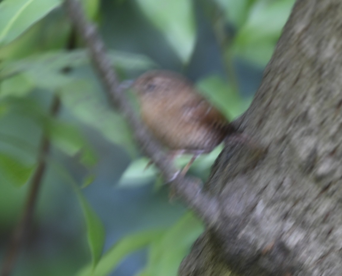 Pacific Wren - ML645534545