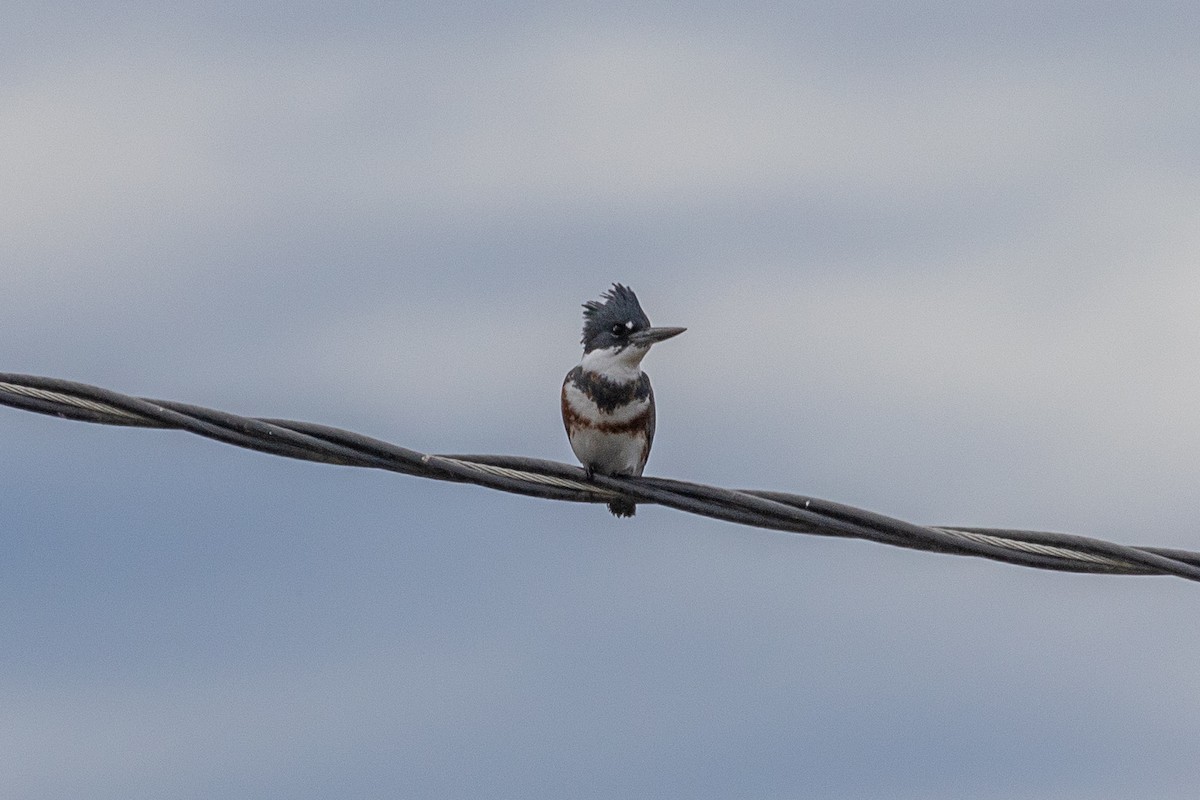 Belted Kingfisher - ML645534547