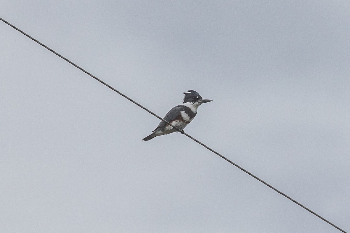 Belted Kingfisher - ML645534548