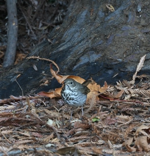 Hermit Thrush - ML645534552
