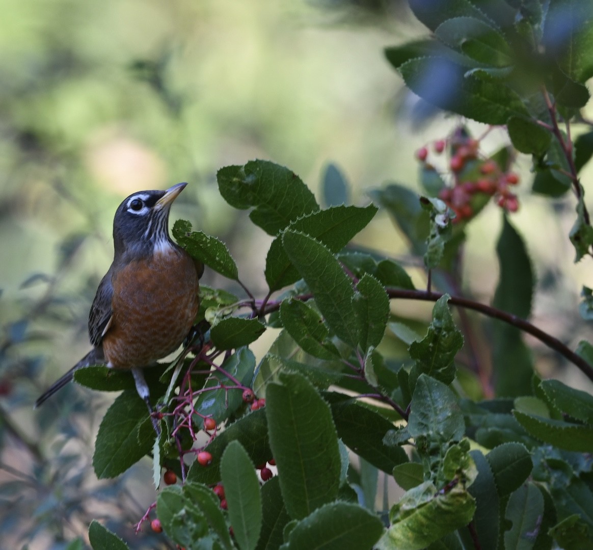 American Robin - ML645534555