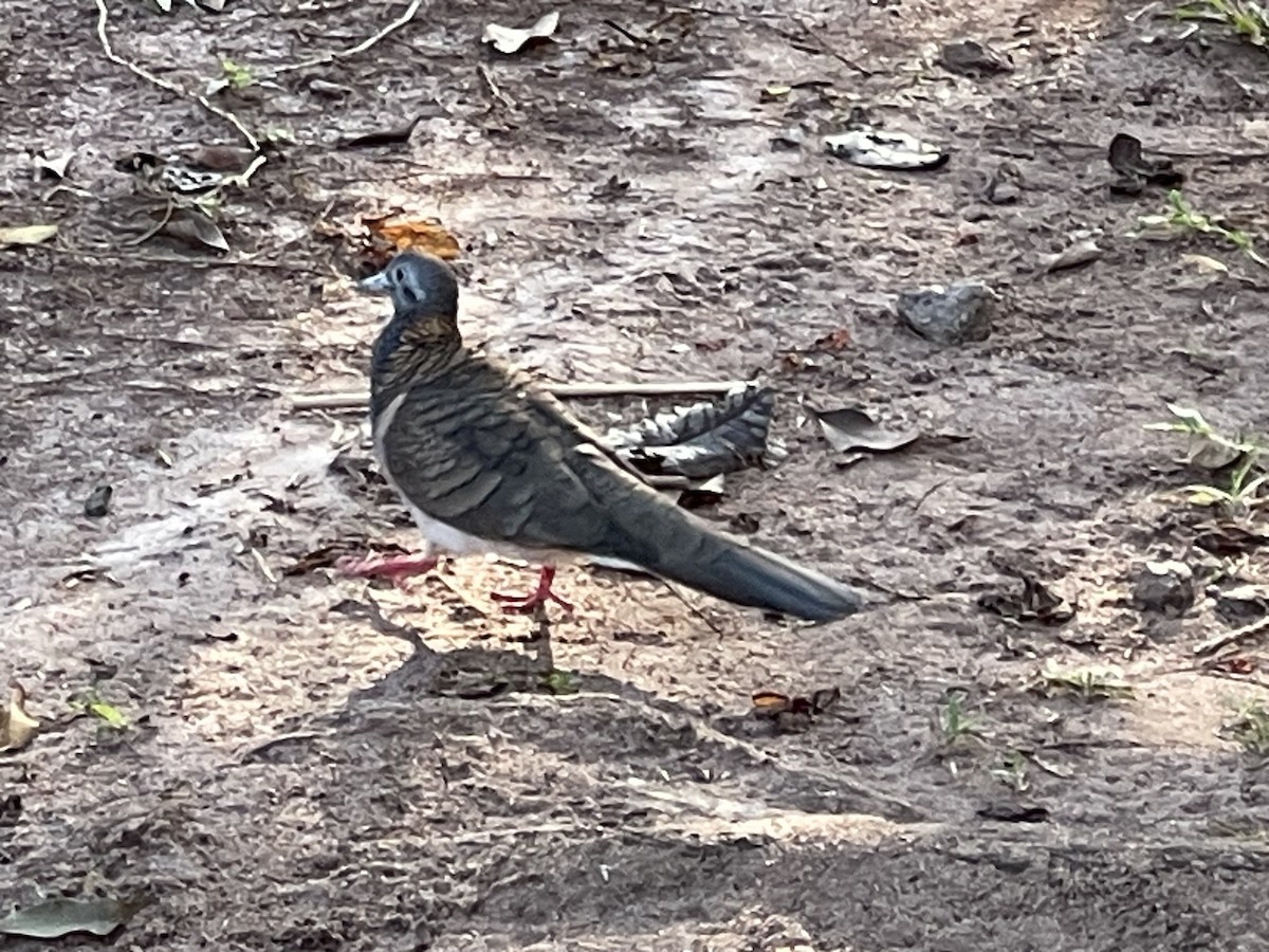 Bar-shouldered Dove - ML645534556