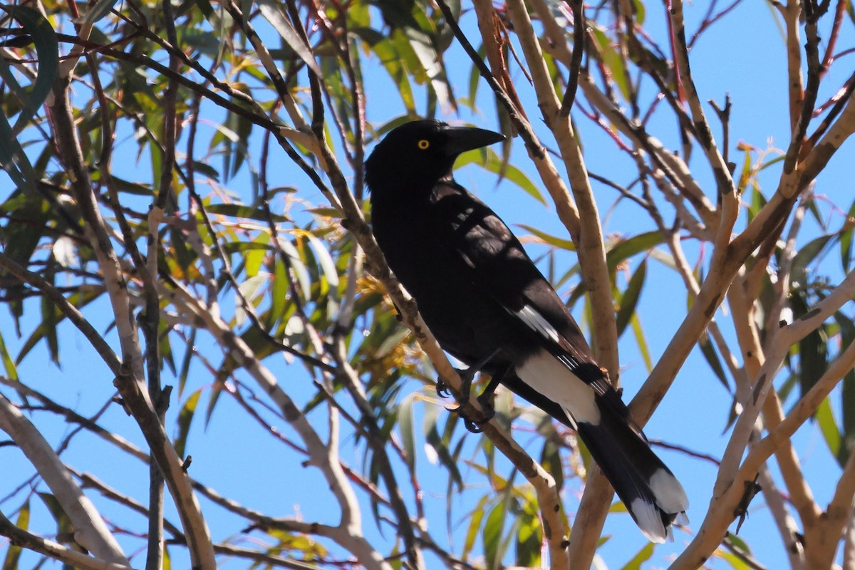 Verdugo Pío - ML645534558