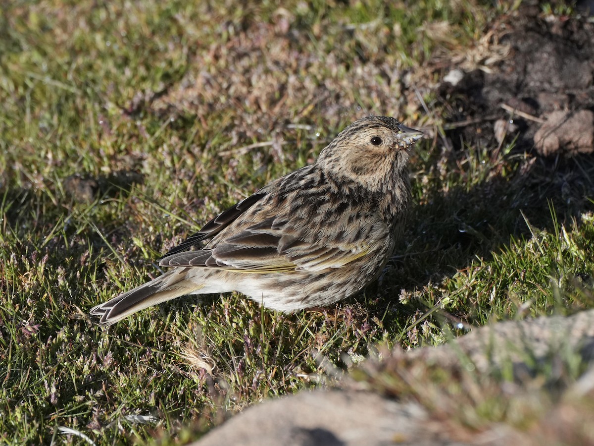 White-bridled Finch (Falkland) - ML645534560