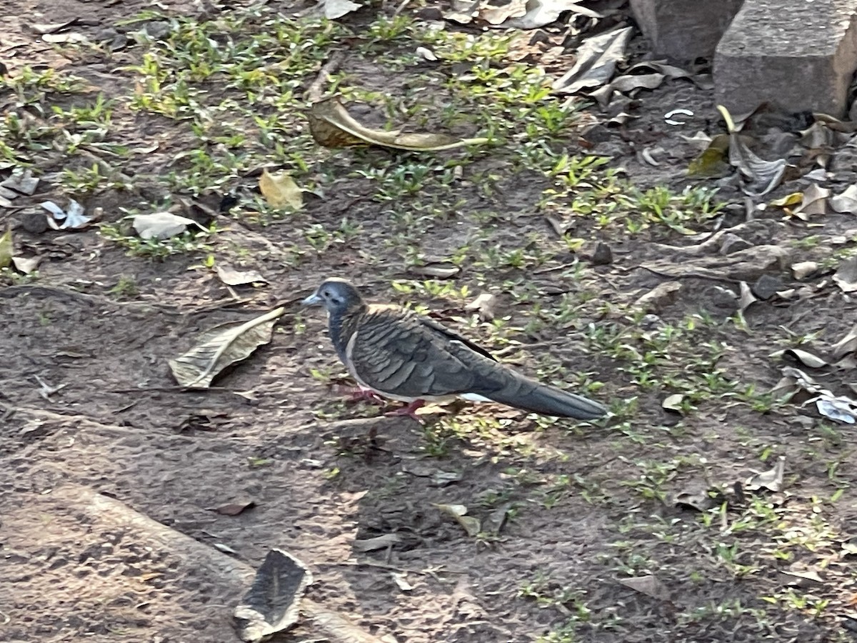 Bar-shouldered Dove - ML645534566