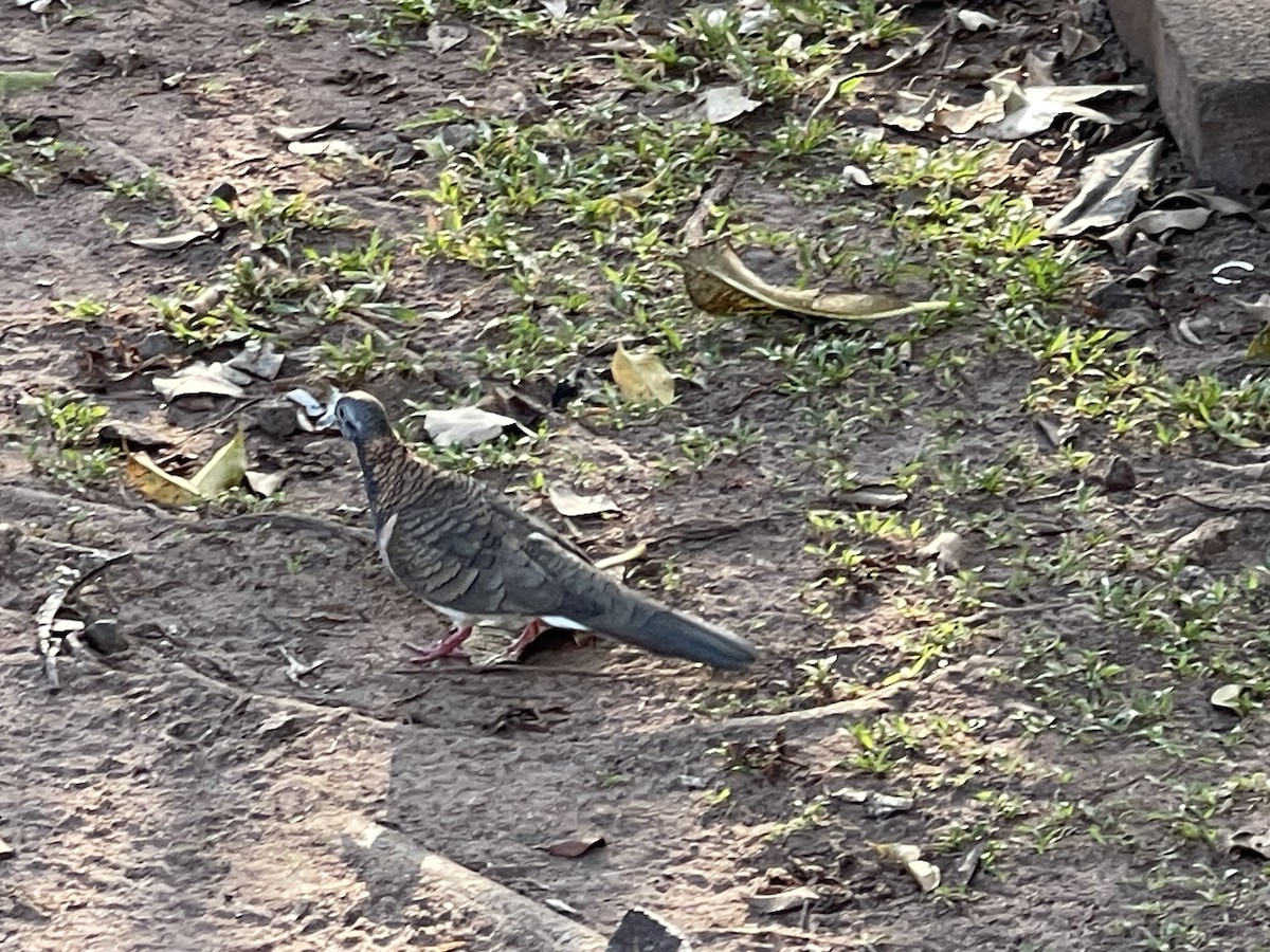 Bar-shouldered Dove - ML645534567