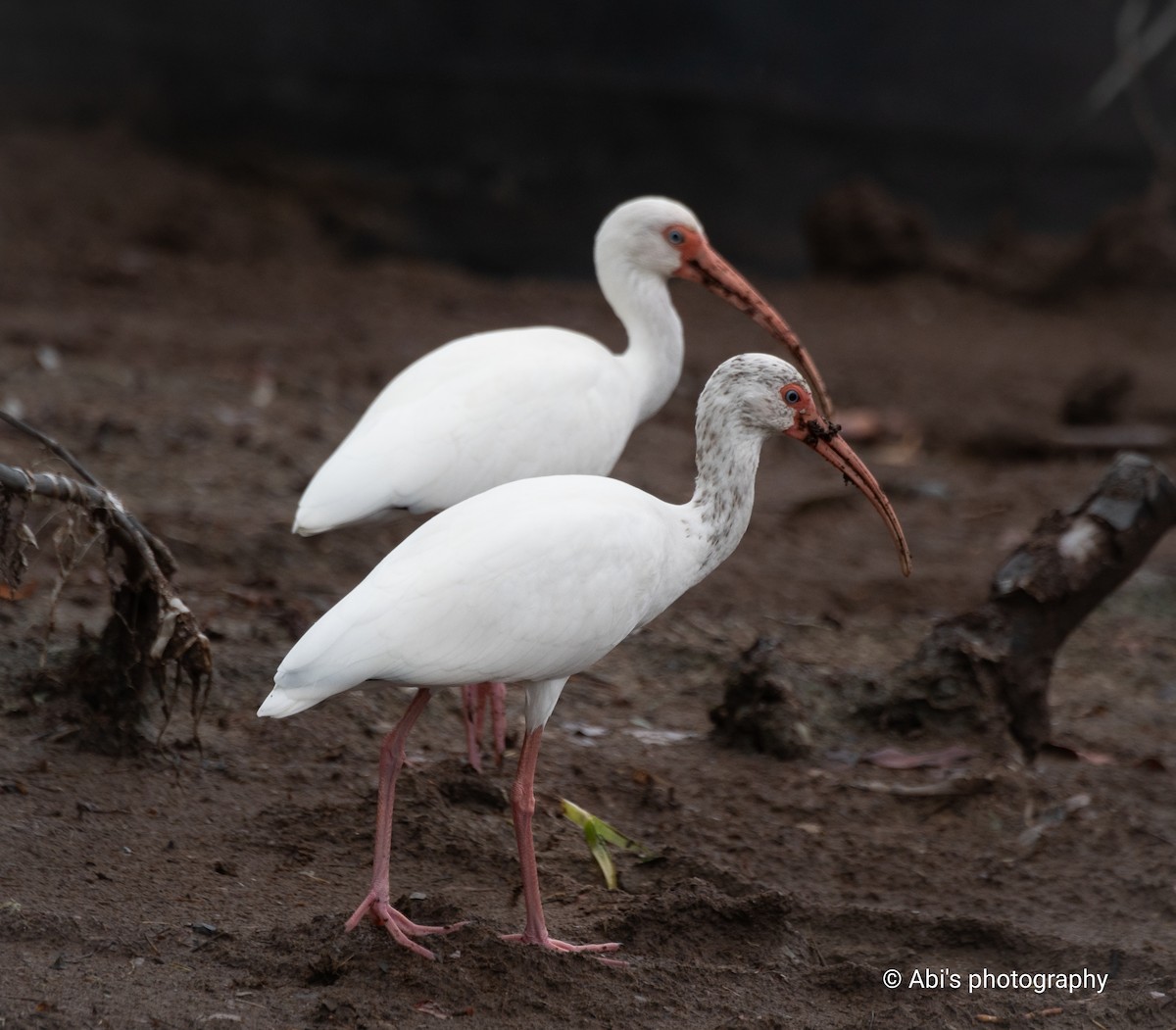 White Ibis - ML645534569