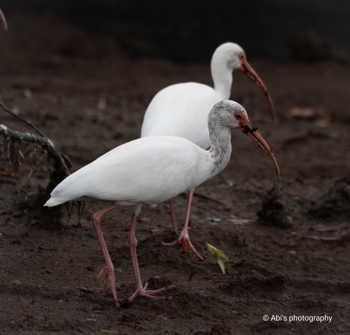 White Ibis - ML645534570