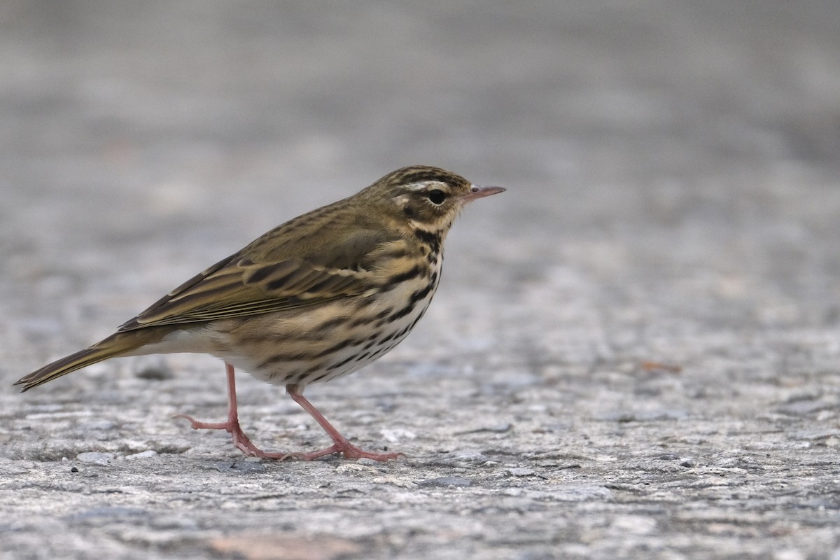 sibirpiplerke - ML645534575