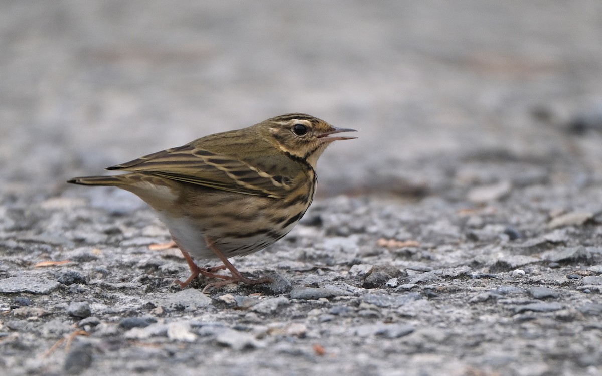 sibirpiplerke - ML645534581