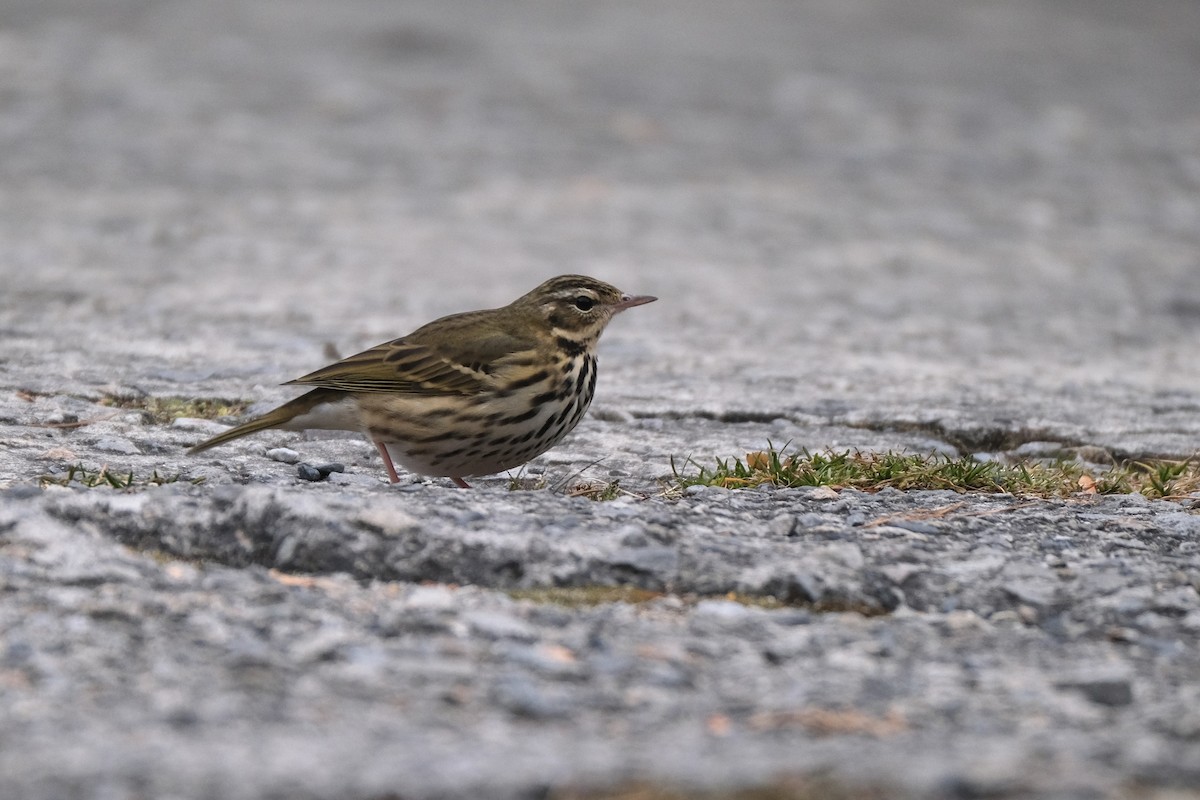 sibirpiplerke - ML645534582