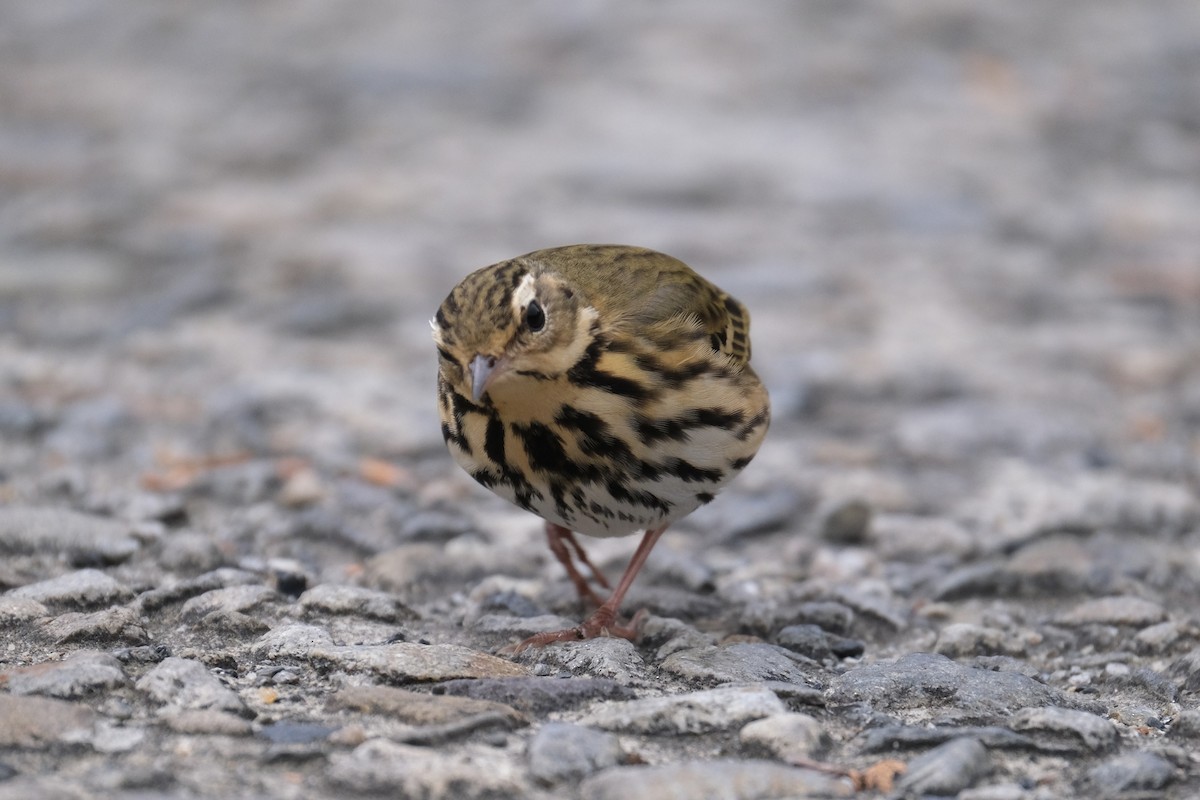 sibirpiplerke - ML645534585