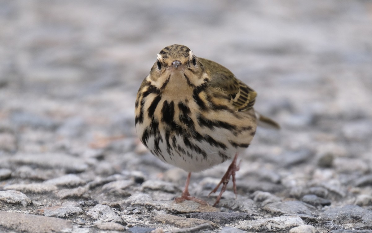 sibirpiplerke - ML645534586