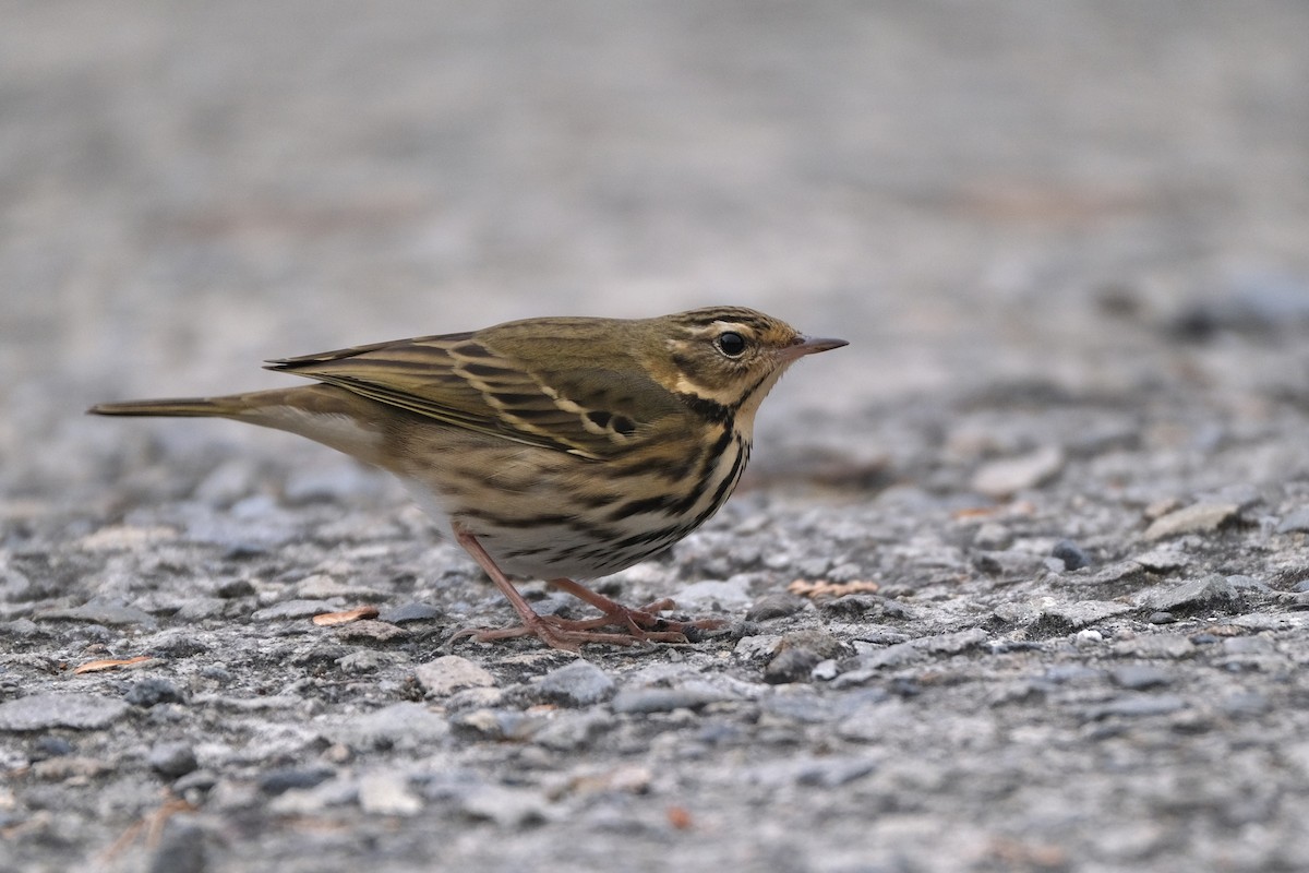 sibirpiplerke - ML645534589