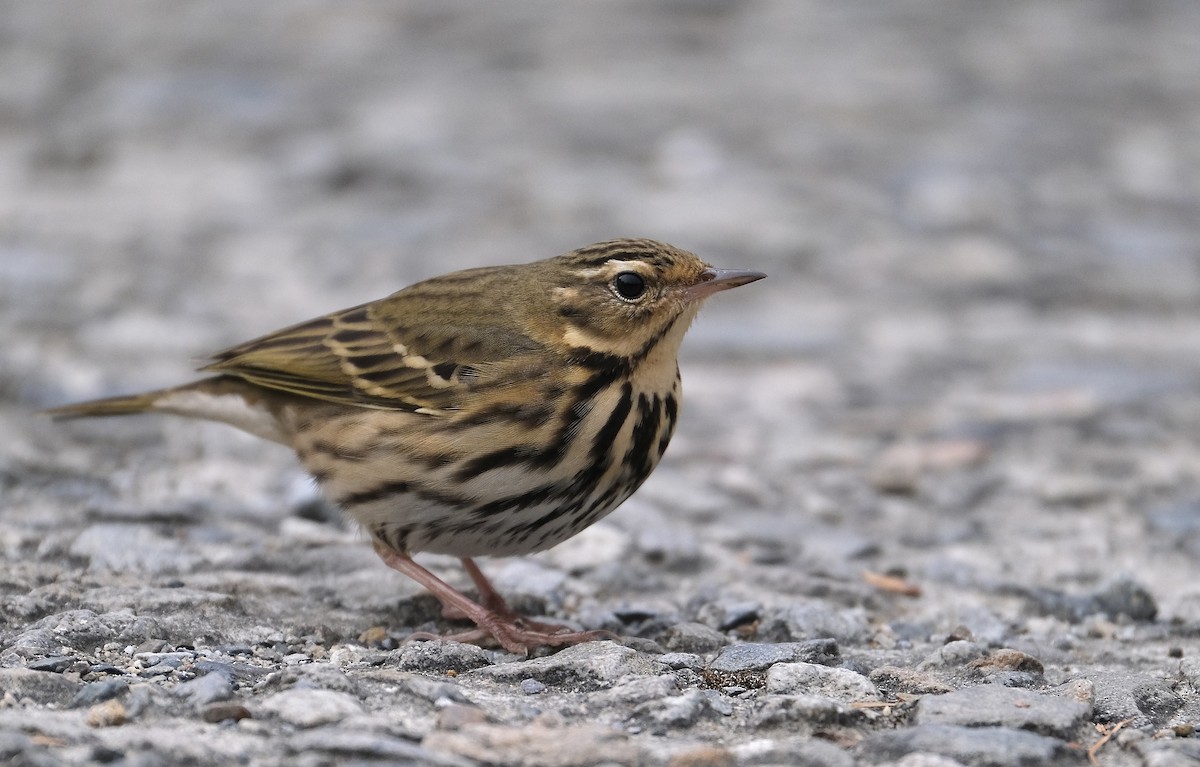 Щеврик оливковий - ML645534592