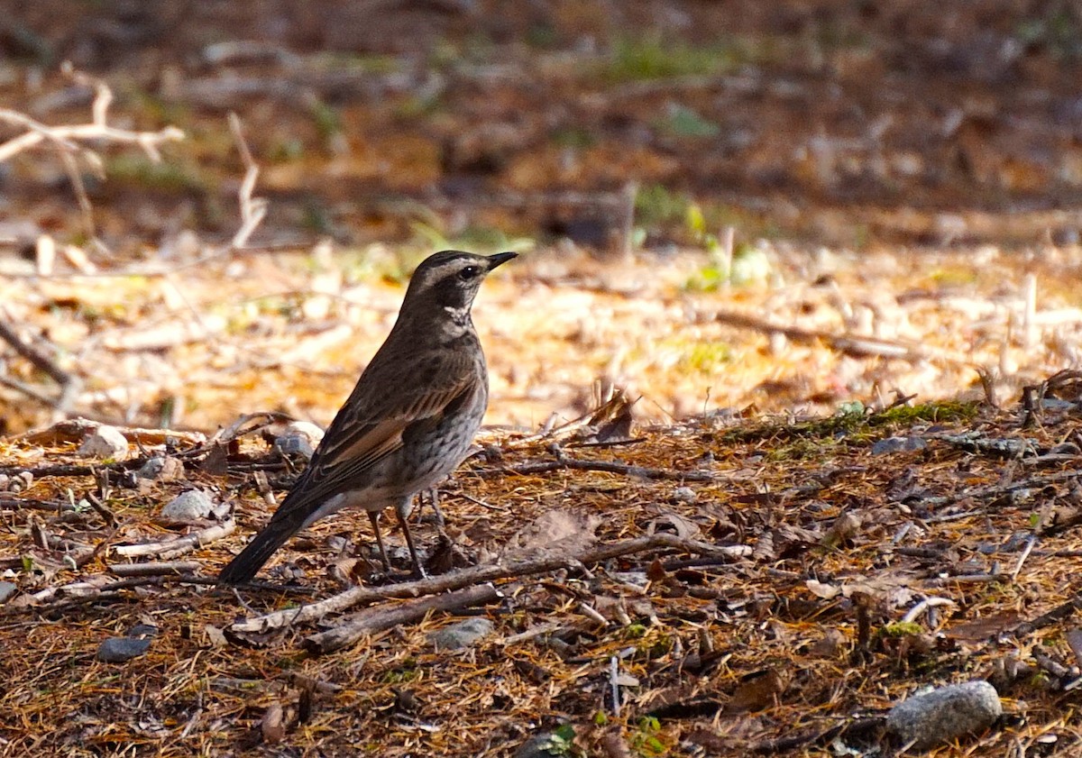 svartflekktrost - ML645534599